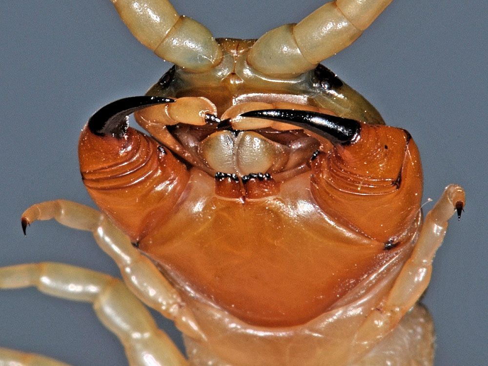 Scolopendra?